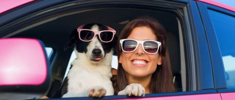 The best car features for pet owners.